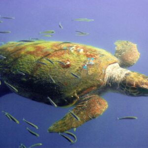 15-daagse reis Kefalonia-Zakynthos